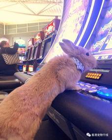 兔子爆料博主视频下载,视频下载攻略大公开